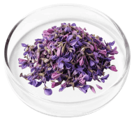 Corydalis ingredient in Nervovive