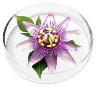 Passion flower ingredient in Nervovive