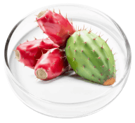 Prickly pear ingredient in Nervovive